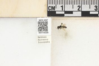 Media type: image;   Entomology 773539 Aspect: Labels